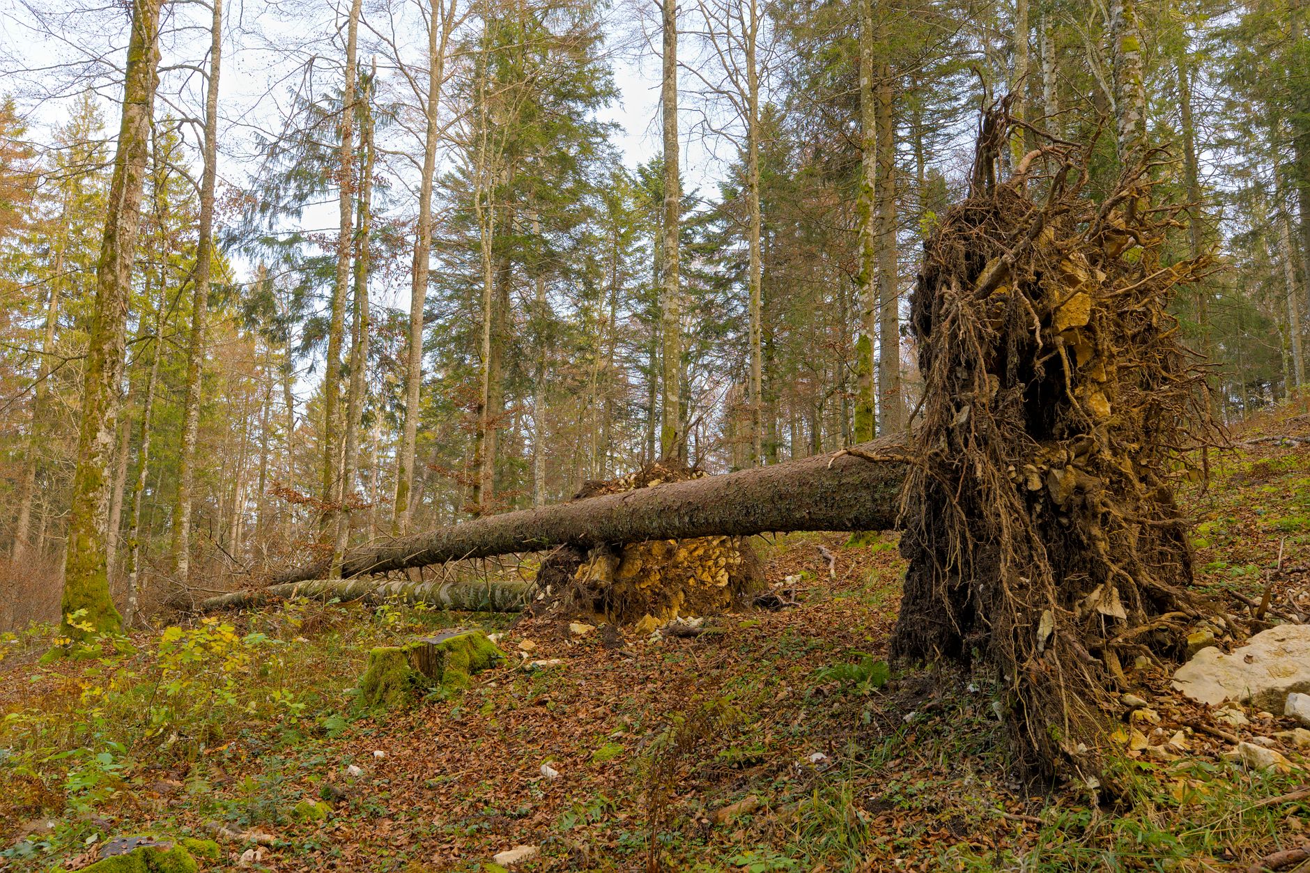 Enlèvement arbre urgence équipe à Élancourt